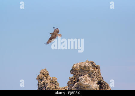 Junge Wilde jungen Fischadler (pandit haliaetus) im Flug, die in einem Nest auf einem tuffstein Turm am Mono Lake in Kalifornien USA ausgebrütet worden war Stockfoto