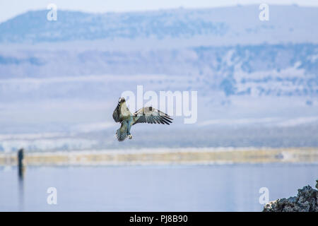 Junge Wilde jungen Fischadler (pandit haliaetus) im Flug, die in einem Nest auf einem tuffstein Turm am Mono Lake in Kalifornien USA ausgebrütet worden war Stockfoto