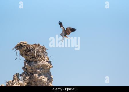 Junge Wilde jungen Fischadler (pandit haliaetus) im Flug, die in einem Nest auf einem tuffstein Turm am Mono Lake in Kalifornien USA ausgebrütet worden war Stockfoto