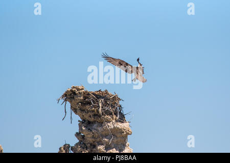 Junge Wilde jungen Fischadler (pandit haliaetus) im Flug, die in einem Nest auf einem tuffstein Turm am Mono Lake in Kalifornien USA ausgebrütet worden war Stockfoto