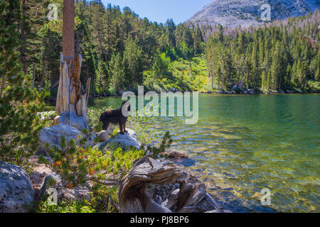 Ein Hund (Gordon Setter) auf der Bank von 2 See auf dem Hilton Lakes Trail in der östlichen Sierra Nevada, Kalifornien Stockfoto