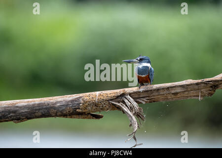 Beringt Kingfisher (Megaceryle torquata) in Costa Rica Stockfoto