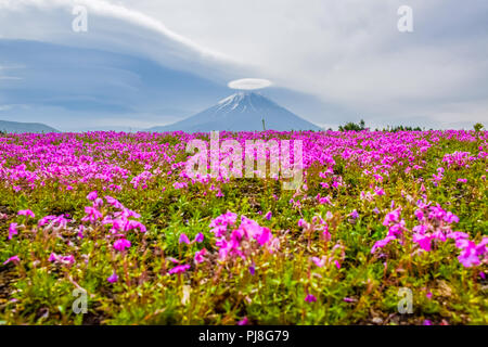 Mount Fuji Blick hinter bunte Blume Feld bei Fuji Shibazakura moss phlox Festival in Kawaguchiko, Japan Stockfoto