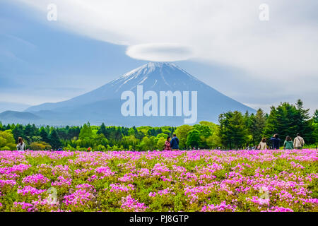 Mount Fuji Blick hinter bunte Blume Feld bei Fuji Shibazakura moss phlox Festival in Kawaguchiko, Japan Stockfoto