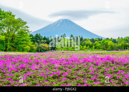 Mount Fuji Blick hinter bunte Blume Feld bei Fuji Shibazakura moss phlox Festival in Kawaguchiko, Japan Stockfoto