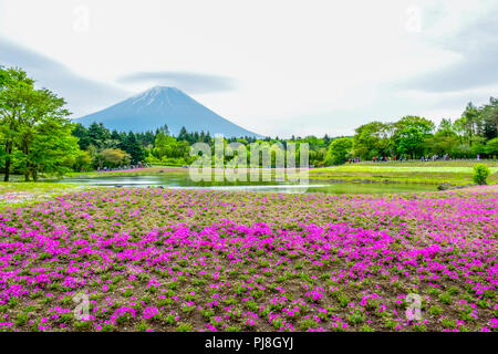 Mount Fuji Blick hinter bunte Blume Feld bei Fuji Shibazakura moss phlox Festival in Kawaguchiko, Japan Stockfoto