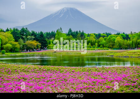 Mount Fuji Blick hinter bunte Blume Feld bei Fuji Shibazakura moss phlox Festival in Kawaguchiko, Japan Stockfoto