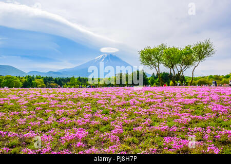 Mount Fuji Blick hinter bunte Blume Feld bei Fuji Shibazakura moss phlox Festival in Kawaguchiko, Japan Stockfoto