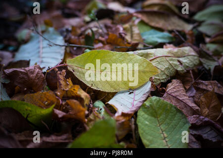 Bunter Hintergrund Bild des gefallenen Herbst Blätter perfekt für den saisonalen Einsatz Stockfoto