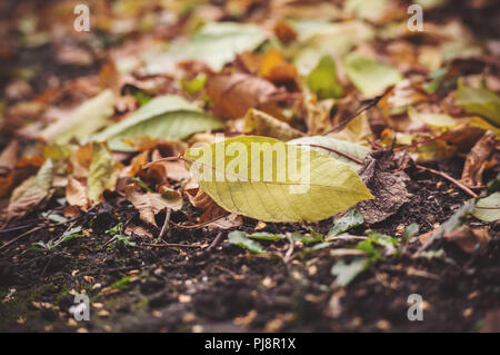 Trockene Blätter auf dem Rasen Boden in einem schönen Wald. Alte verdorrte Laub auf dem Boden. Trüben Herbst. Stockfoto