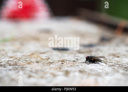 Die macrophoto eines Schwarzen inländischen Fliegen auf einem hellen Untergrund mit einer geringen Schärfentiefe Stockfoto