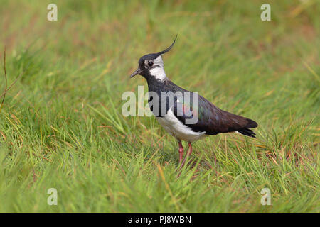 Northern Kiebitz (Vanellus vanellus) steht auf einer Wiese, Dümmer Naturpark, Niedersachsen, Deutschland Stockfoto