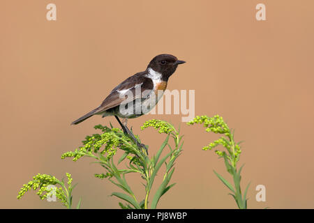 Europäische Schwarzkehlchen (Saxicola rubicola), männlich sitzt auf gemeinsame Goldrute (Solidago virgaurea), Nationalpark Neusiedler See Stockfoto