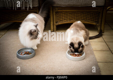 Geschwister Ragdoll Katzen Essen supper Seite an Seite in Großbritannien Stockfoto