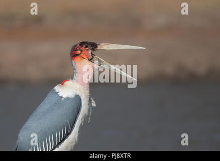 Marabou Storch Stockfoto