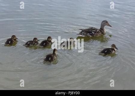 Familie Frauen und Entenküken enten Stockente zusammen schwimmen auf Wasser Stockfoto