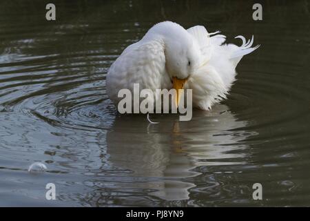 Weiß, männlich Pekin Ente (Anas platyrhynchos domesticus) Suchen Sie entspannt und vereinbarte mit den Kopf auf den Körper und die Augen geschlossen. Stockfoto