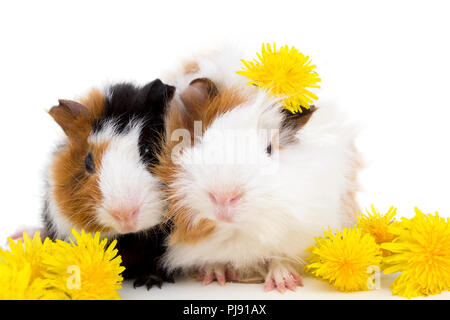 Zwei kleine Meerschweinchen und gelbe Blumen auf weißem Hintergrund Stockfoto