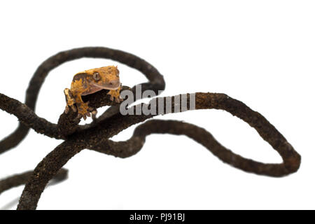 Crested Gecko auf weißem Hintergrund Stockfoto