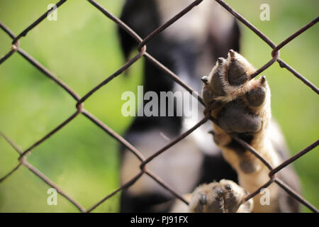 Obdachlosen Hund hinter Gittern. Tierheim. Animal Sanctuary. Stockfoto