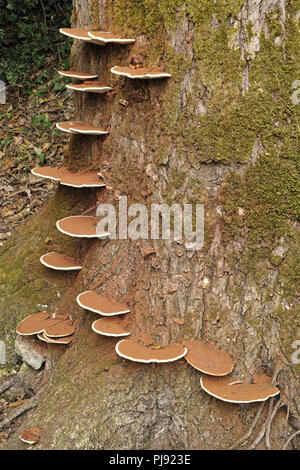 Pilz Ganoderma Applanatum am Stamm eines alten Pappel gewachsen Stockfoto