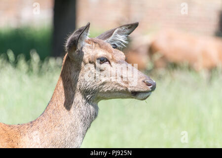 Reh im Richmond Park Stockfoto