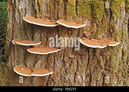 Die Pilze artist Halterung, Ganoderma Applanatum, auf einer Pappel stamm gewachsen Stockfoto