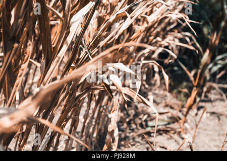 Getrocknete Blätter von Mais auf einem Feld in Hamburg, symbolische Foto Sommer Trockenheit und Erntegut Schäden, vertrocknete Blätter von Maispflanzen in einem Fe Stockfoto