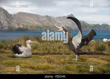 Ein jugendlicher Wanderalbatross (Diomedia exulans) Versuchen, eine Frau auf Bird Island, South Georgia, sub-antarktischen Stockfoto