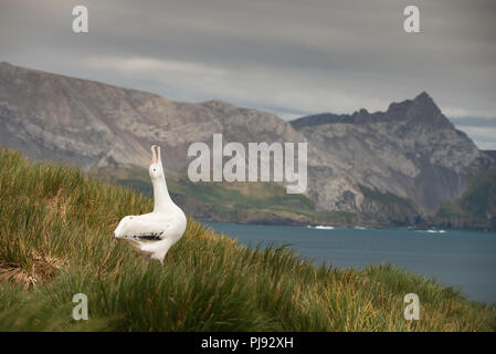 Ein männlicher Wanderalbatross (Diomedia exulans) Himmel zeigen (Anzeigen) auf Bird Island, South Georgia, Antarktis Stockfoto