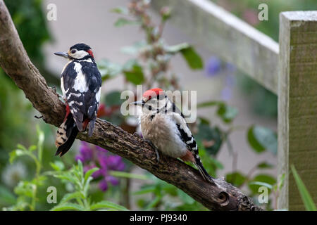 Männliche Buntspecht (Dendrocopus major) mit Jungen in einem Garten Umgebung, UK. Stockfoto