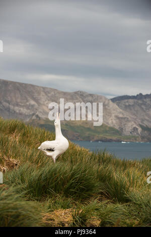 Ein junges Männchen Wanderalbatross (Diomedia exulans) Himmel zeigenden (Anzeigen) auf Bird Island, South Georgia, Antarktis Stockfoto