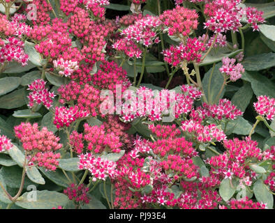 Sedum Telephium abbeydore im Garten Grenze wachsenden Stockfoto