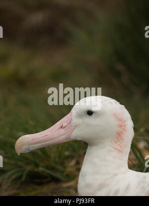 Ein junges Männchen Wanderalbatross (Diomedia exulans) auf Bird Island, South Georgia, Antarktis Stockfoto