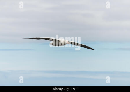 Ein männlicher Wanderalbatross (Diomedia exulans) im Flug über Bird Island, South Georgia, Antarktis Stockfoto