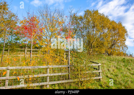 Bäume auf den Gipfel des Hügels stellen mit Laubfärbung. Blauer Himmel mit einigen Wolken im Hintergrund. Der britische Landschaft auf dem schönen, sonnigen Herbsttag. Natur uk Stockfoto