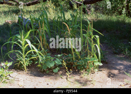 Native American Garten von Mais, Bohnen und Squash, Bandelier New Mexico. Foto Stockfoto