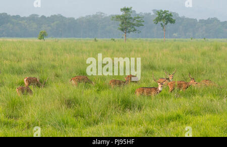 Sika oder dappled Hirsche in freier Wildbahn. Im Dschungel gefangen. Natur und Tier Foto Stockfoto