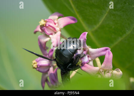 Xylocopa valga oder Tischler Biene auf Calotropis procera oder Apple von Sodom Blumen. Makro mit flachen DOF Stockfoto