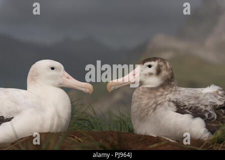 Ein paar der Wanderalbatrosse (Diomedia exulans) auf die Verklebung Bird Island, South Georgia, Antarktis Stockfoto