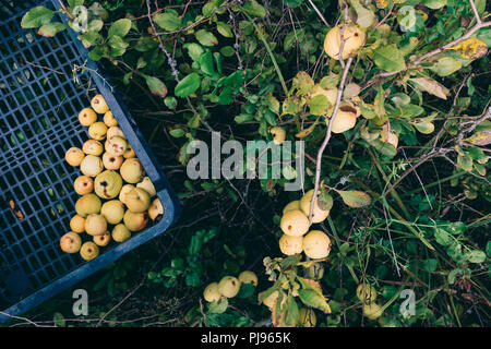 Quitte Büsche in der ökologischen Obstplantage Stockfoto