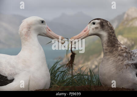 Ein paar der Wanderalbatrosse (Diomedia exulans) auf die Verklebung Bird Island, South Georgia, Antarktis Stockfoto