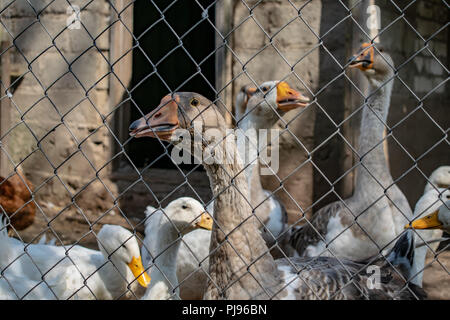 Herde von heimischen Gänse Enten im Dorf Stockfoto