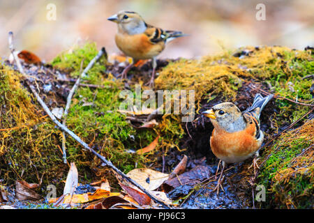 Bramblings gebadet in einem Wald Pfütze, die Tierwelt im Herbst Stockfoto