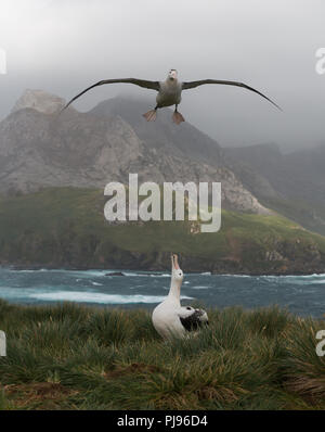 Viele junge wanderalbatrosse (Diomedea exulans) kommen in die Insel im Moment und Anzeige eines Gehilfen für die Zukunft zu gewinnen. Diese YOUN Stockfoto