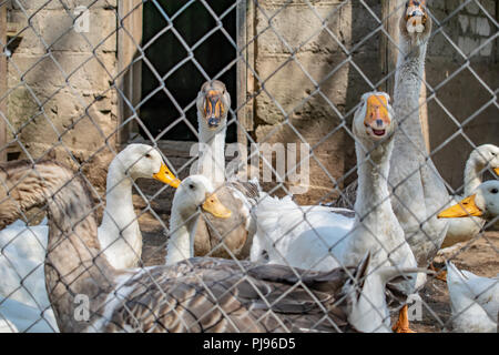 Herde von heimischen Gänse Enten im Dorf Stockfoto