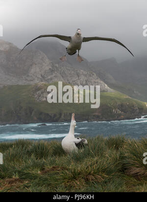 Ein männlicher Wanderalbatross (Diomedia exulans) Himmel in eine weibliche Fliegen über dem Display Boden auf Bird Island, South Georgia, sub-antarktischen zeigen Stockfoto