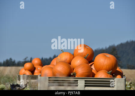 Kürbisse auf dem Saanich Peninsula geerntet wird. Stockfoto