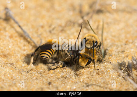 Ivy Bienen (Colletes hederae), einem solitären Arten von gipser Biene zunächst auf den Britischen Inseln im Jahr 2001 gesehen, in einer Verpaarung Kugel auf Sand in Hampshire, Großbritannien Stockfoto