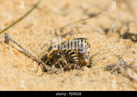 Ivy Bienen (Colletes hederae), einem solitären Arten von gipser Biene zunächst auf den Britischen Inseln im Jahr 2001 gesehen, in einer Verpaarung Kugel auf Sand in Hampshire, Großbritannien Stockfoto